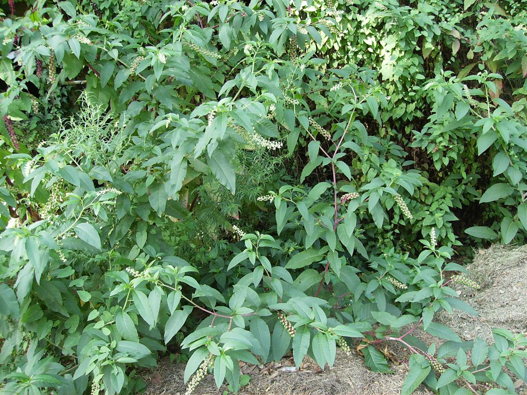 Phytolacca americana